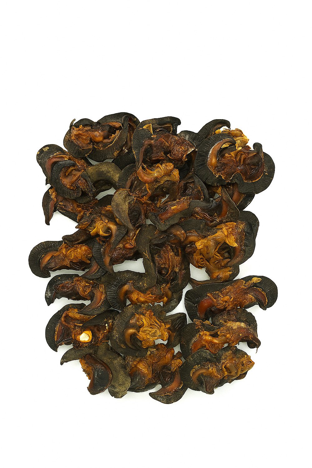 Escargot séché -Moyenne taille