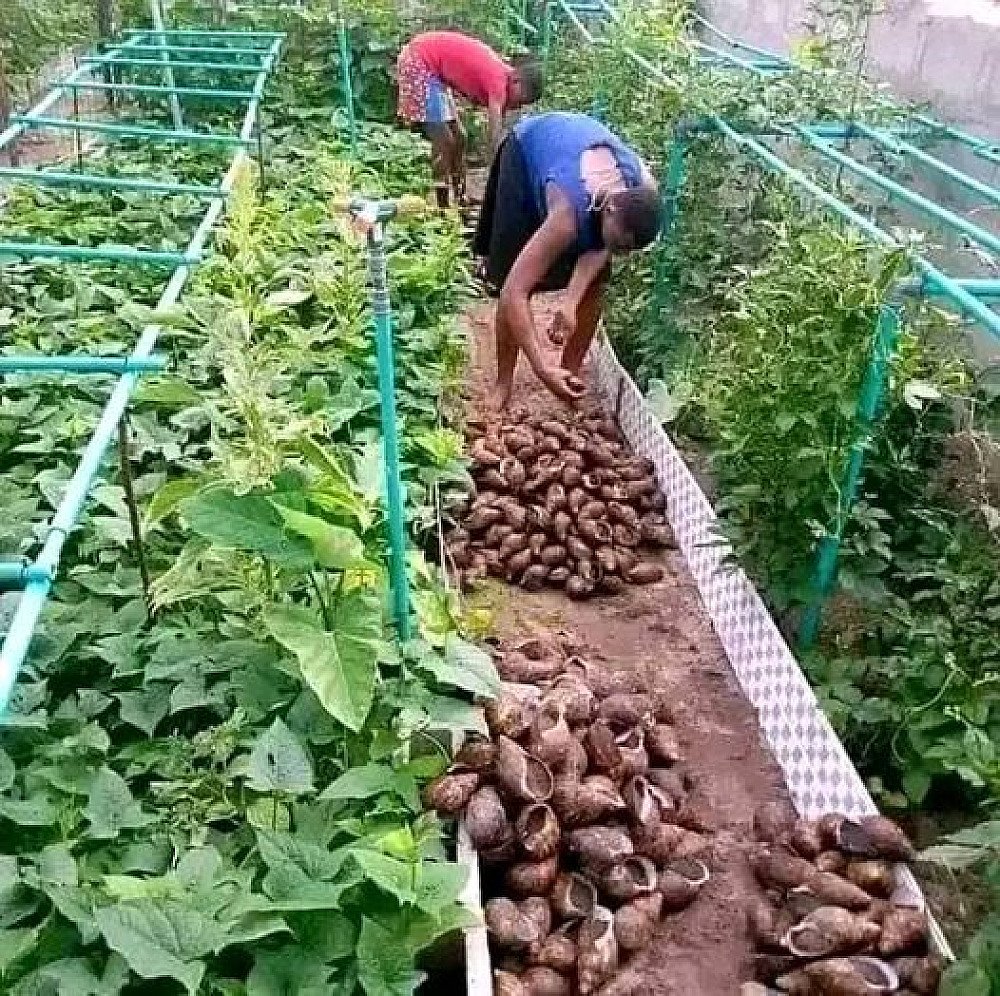 Formation élevage d'escargots